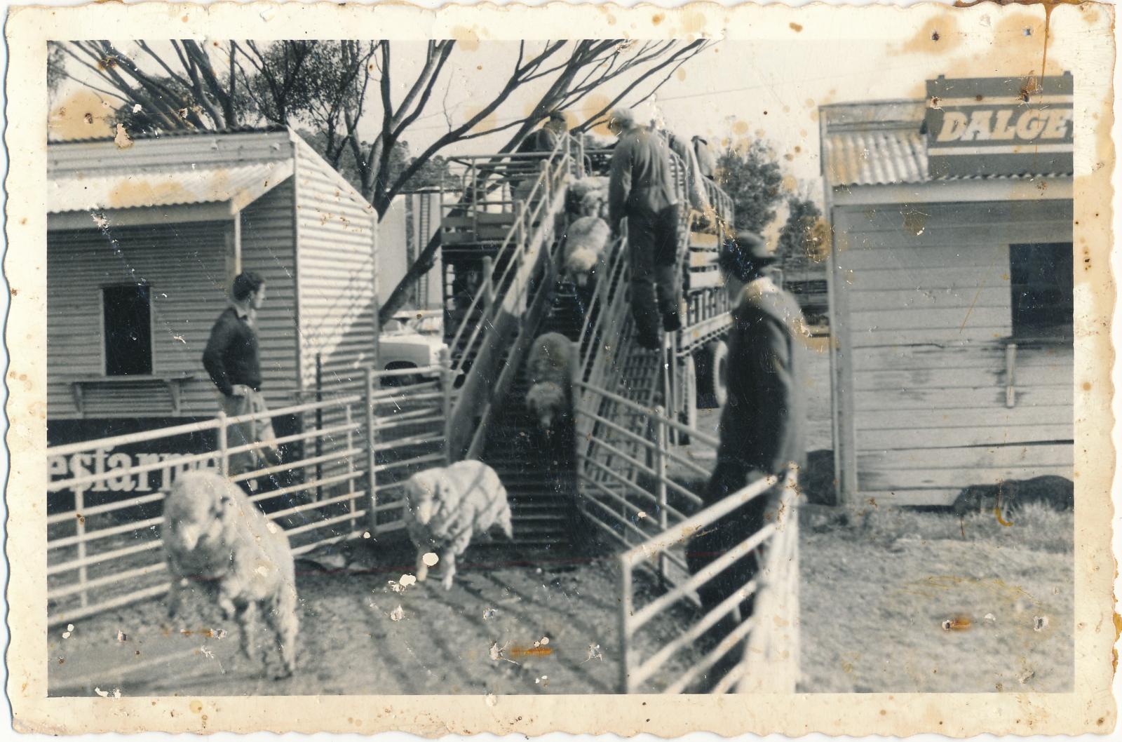 Katanning Sale Yards