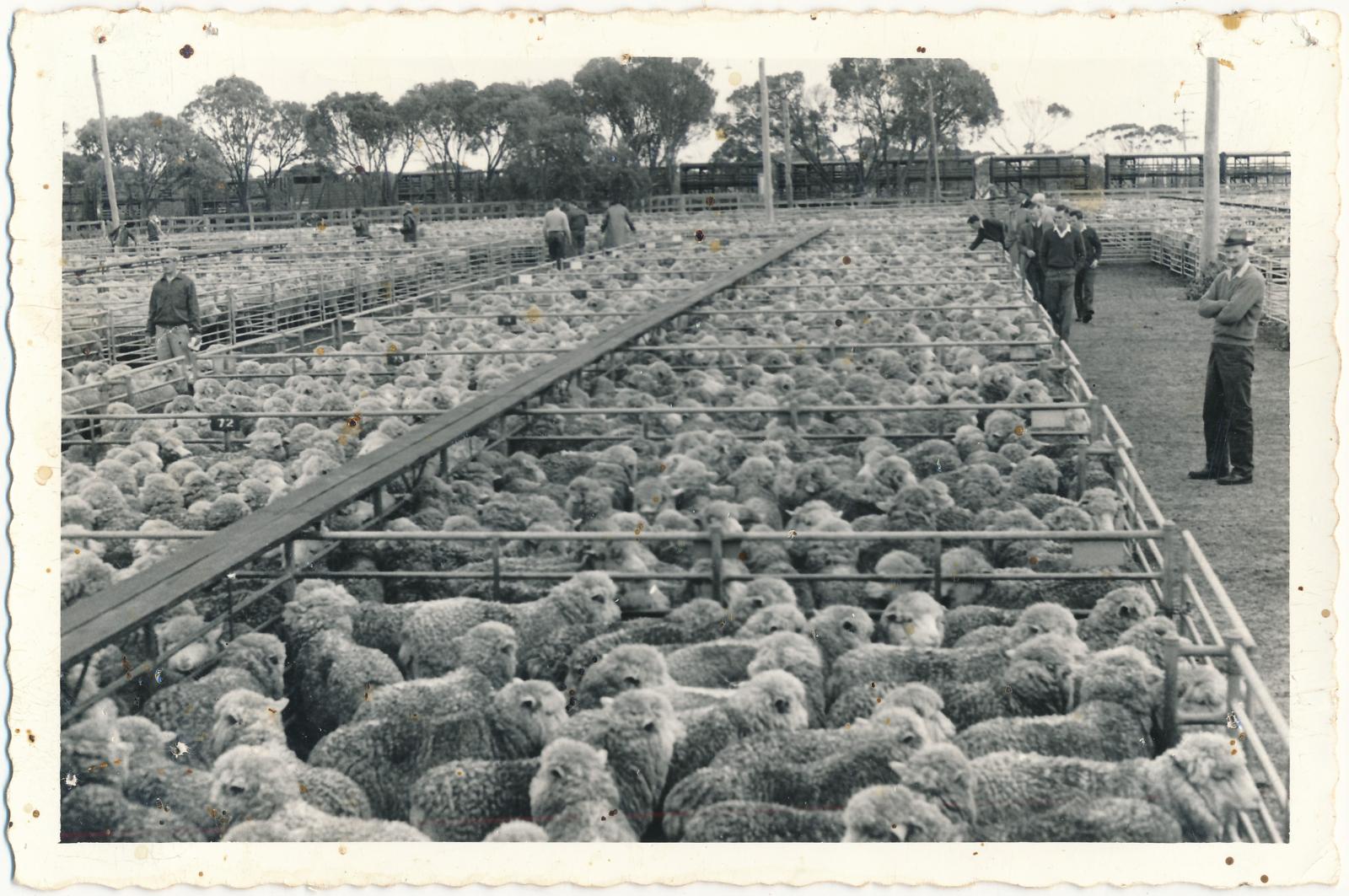 Katanning Sale Yards