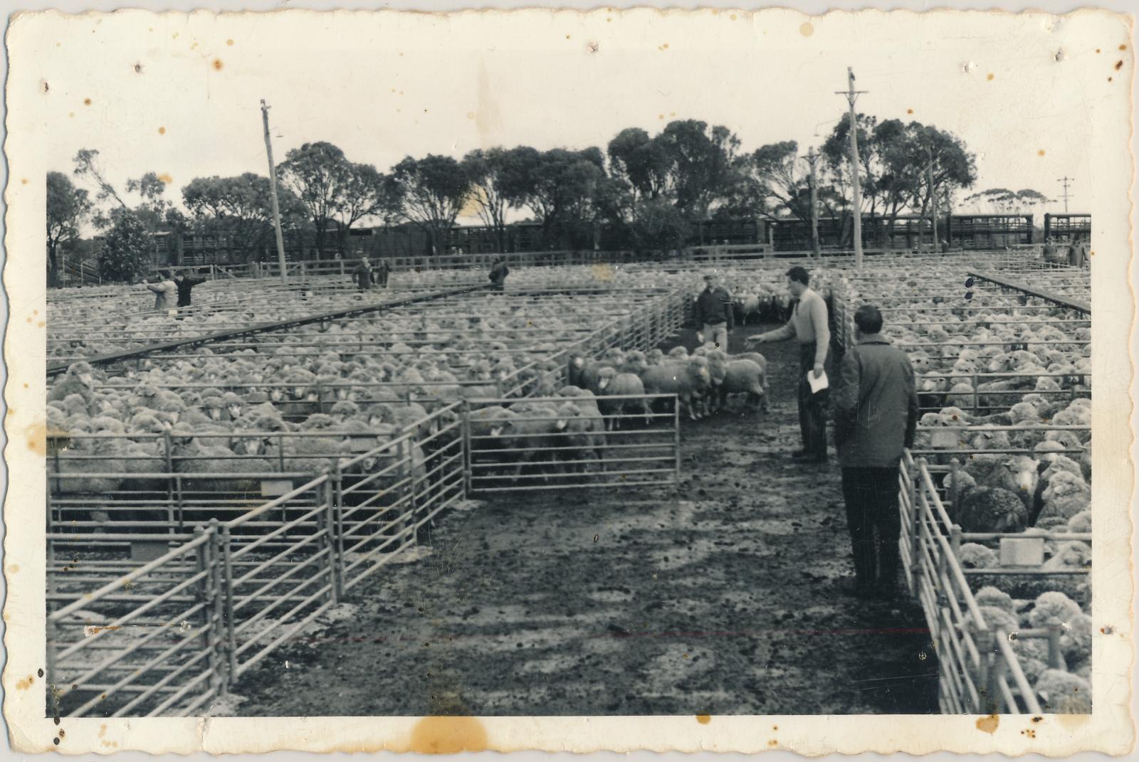 Katanning Sale Yards