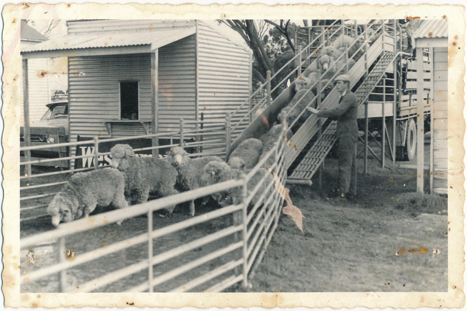 Katanning Sale Yards