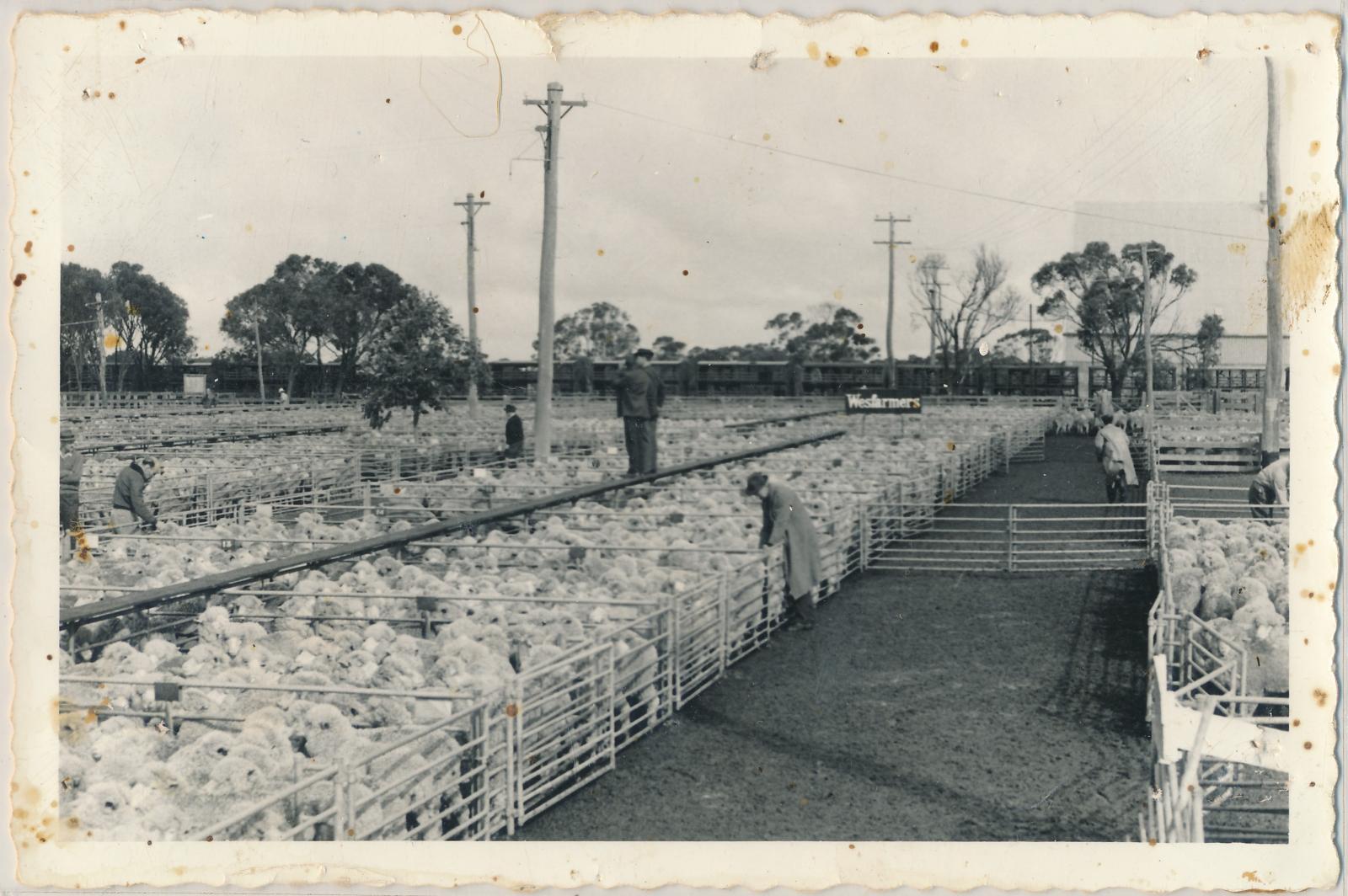 Katanning Sale Yards