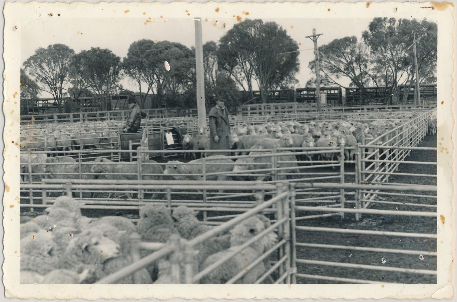 Katanning Sale Yards