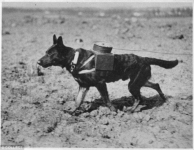 Messenger dog deploying telephone wire