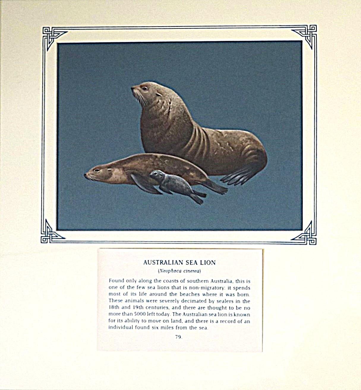 Painting of 2 adult Sea Lions & pup on blue card with inscription.