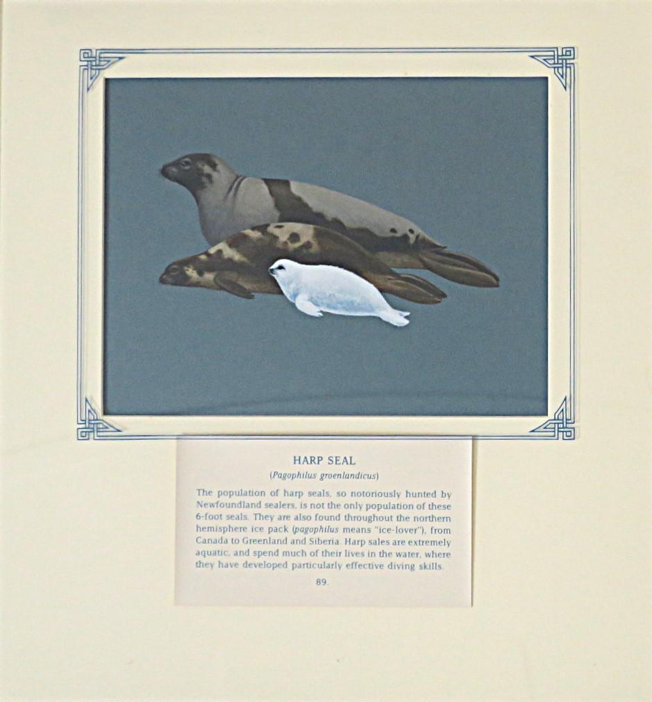 Painting of 2 adult Harp Seals & pup on blue card with inscription.