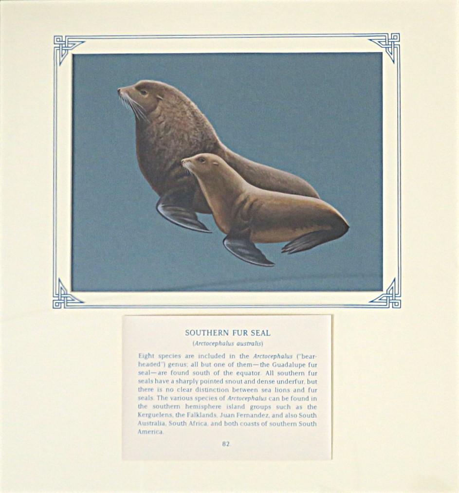 Painting of 2 adult Souhern Fur Seals & pup on blue card with inscription.