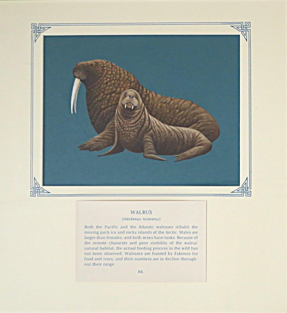 Painting of 2 Walruses on blue card with inscription.