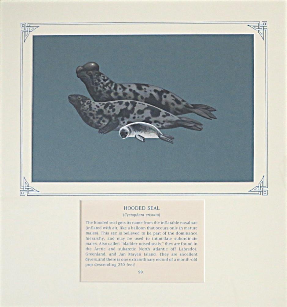 Painting of 2 adult Hooded Seals & pup on blue card with inscription.