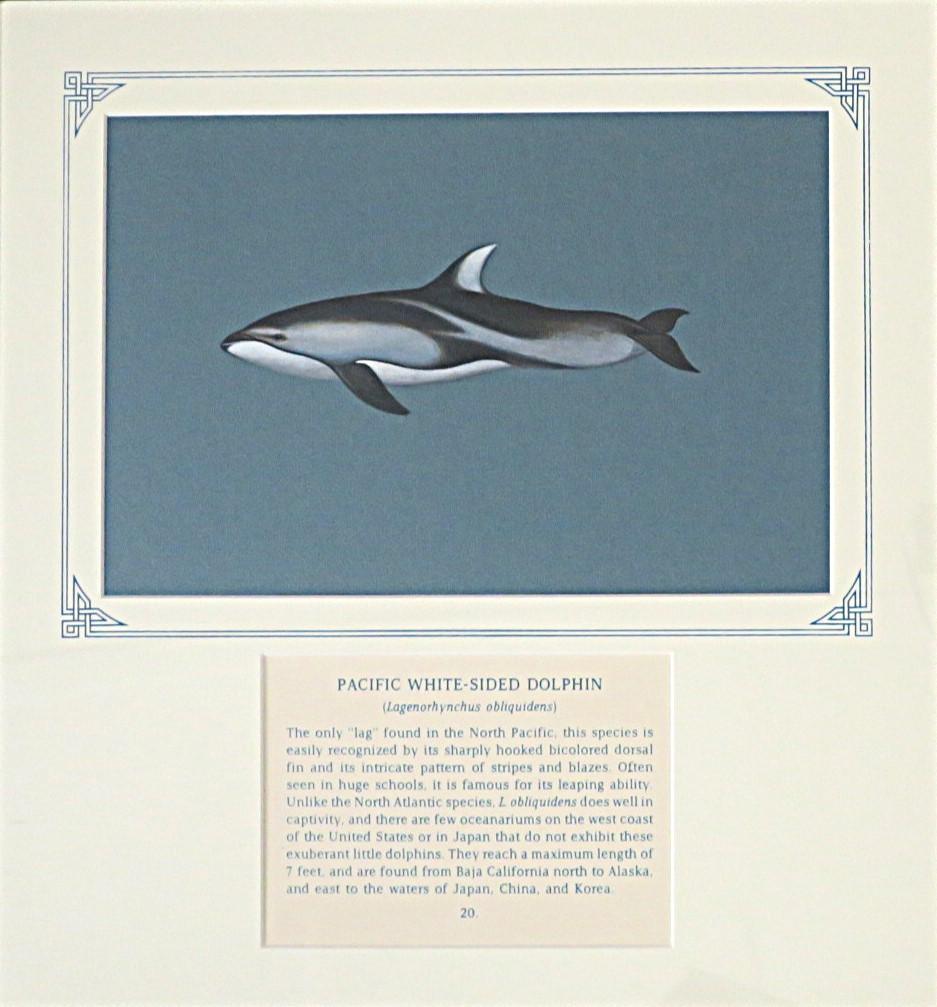 Painting of black and grey streaked dolphin on blue card with inscription.