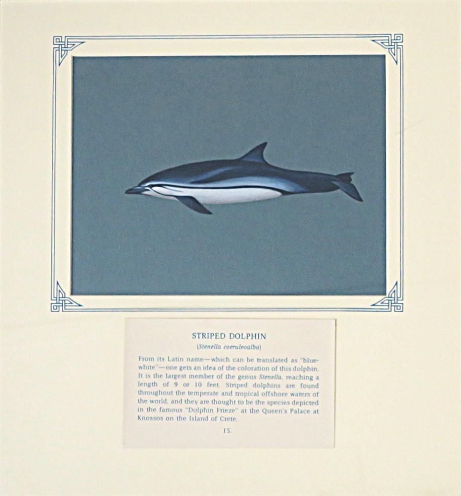 Painting of blue and white dolphin with black stripe on blue card with inscription.