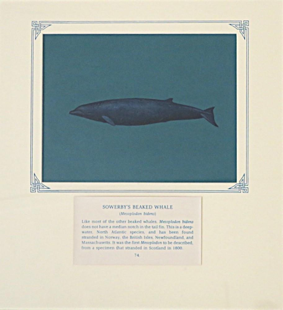 Painting of blue, black whale on blue card with inscription.