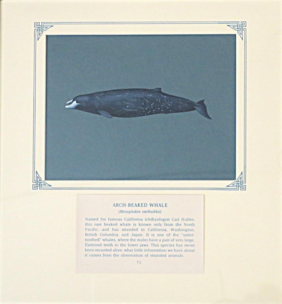 Painting of black marked dolphin on blue card with inscription.