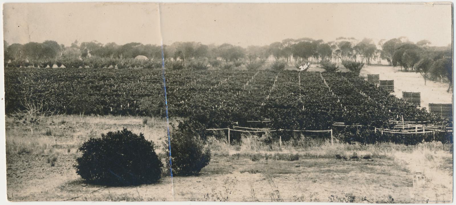 Morris Trimming's Orchard at Woodanilling