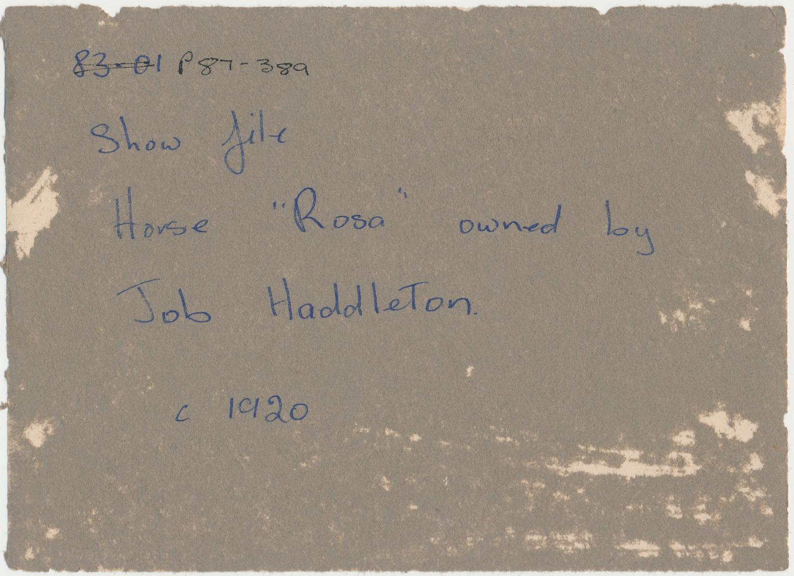 Back of photograph of Show Horse 'Rosa'