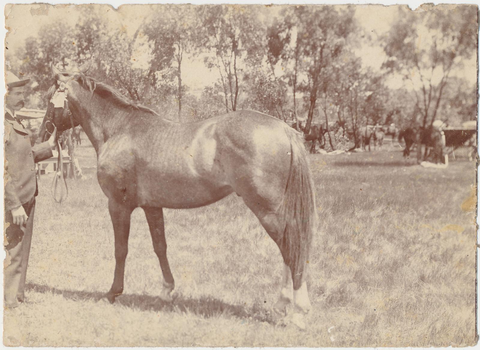 Show Horse 'Rosa'