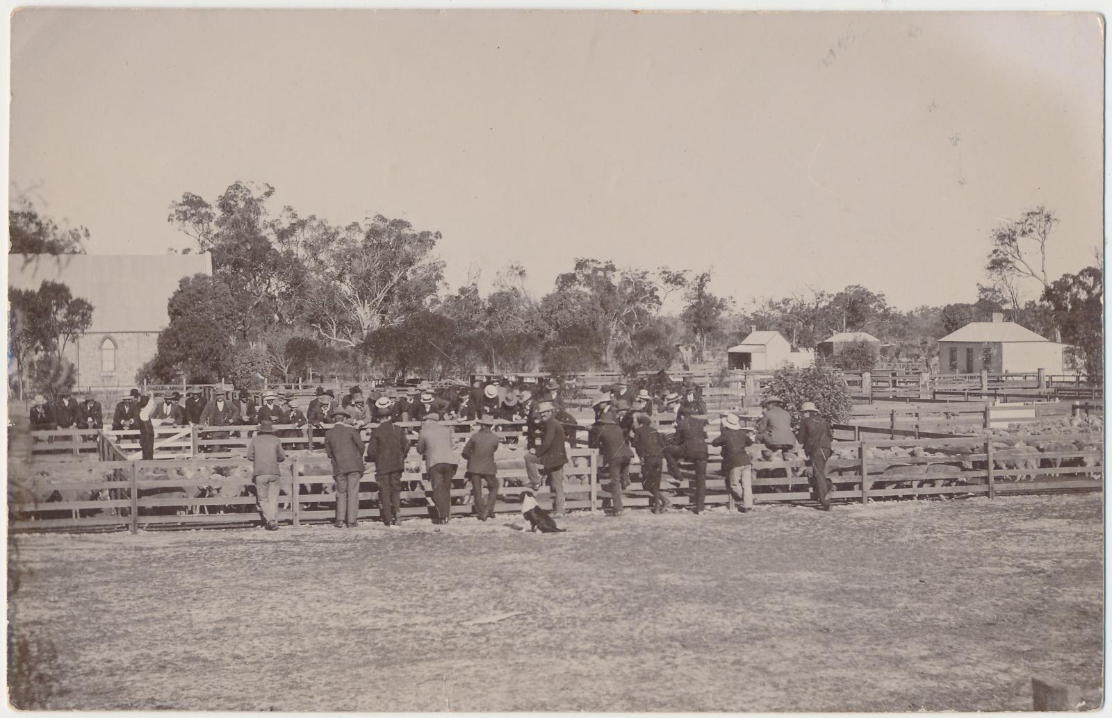 Sheep Sale Yards