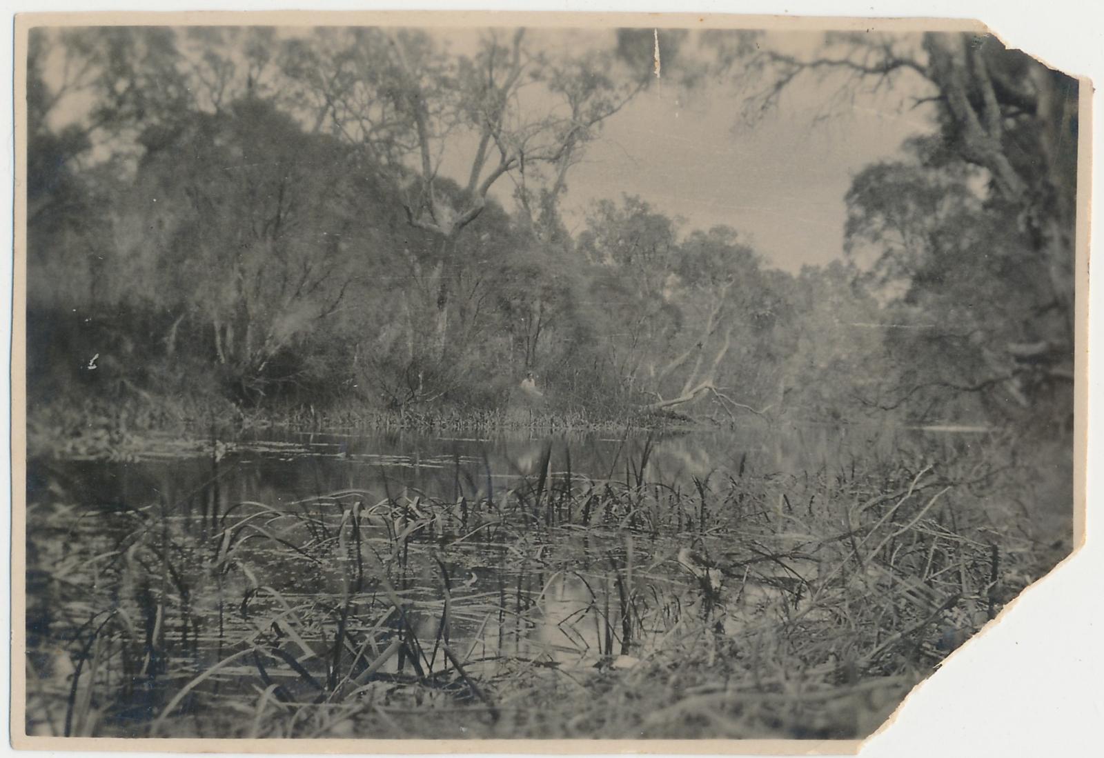 Cherry Tree Pool