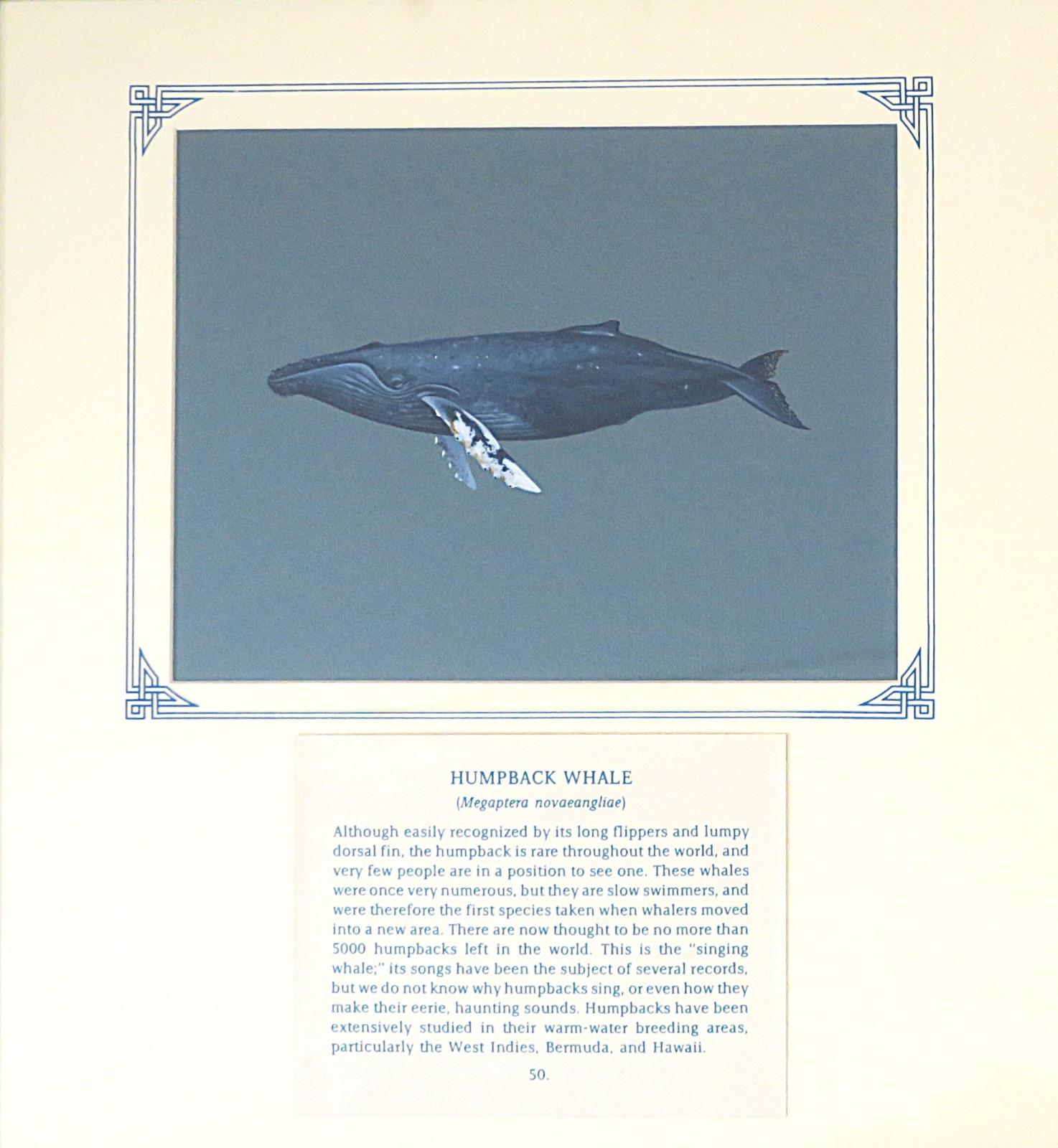 Painting of blue, grey whale with long, white marked flukes.