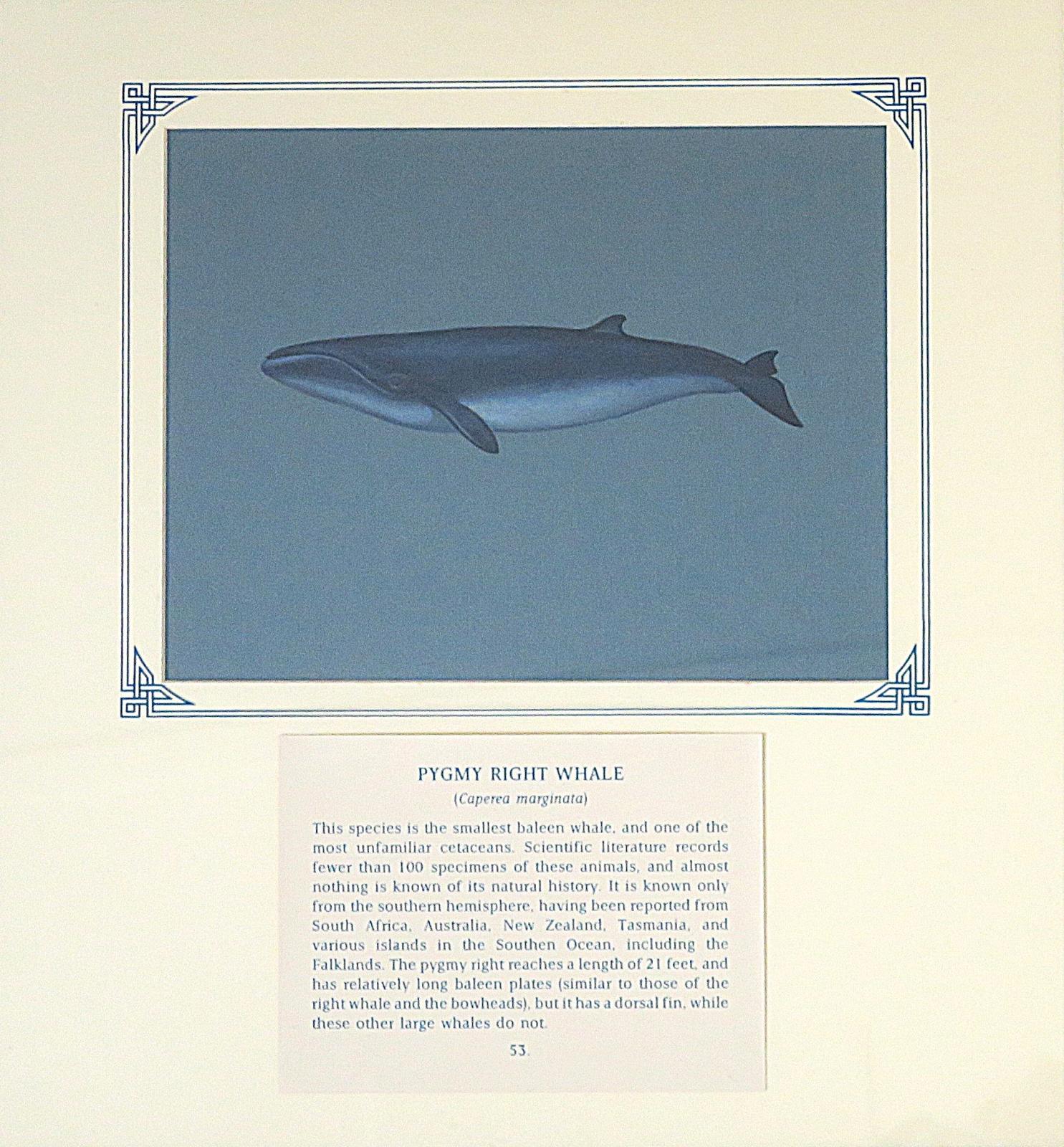 Painting of black-grey whale with lighter grey-blue underbelly and distinctive curved mouth, on blue card with inscription.