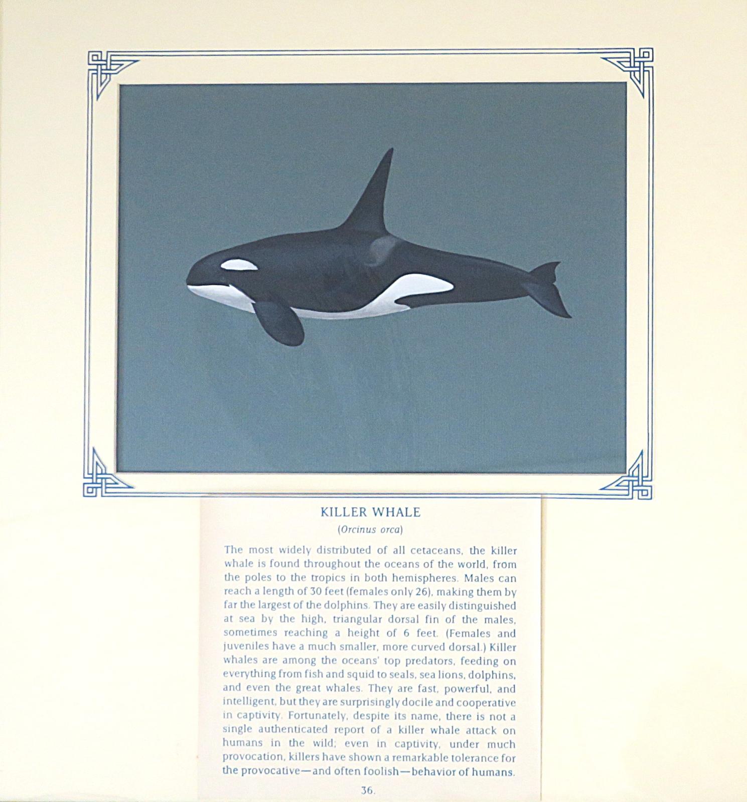 Painting of killer whale, black with white underbelly and markings and large dorsal fin, on blue card with inscription.