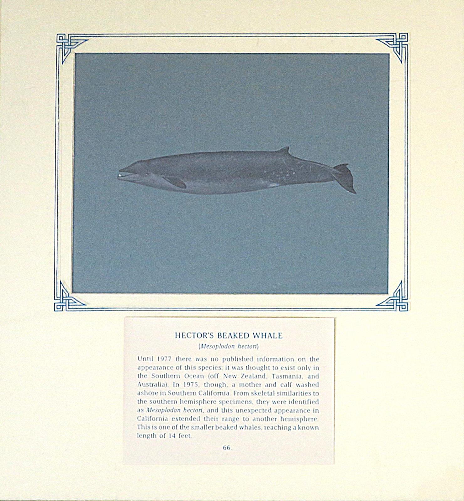 Painting of grey whale with open beaked mouth displaying a single tooth on blue card with inscription.