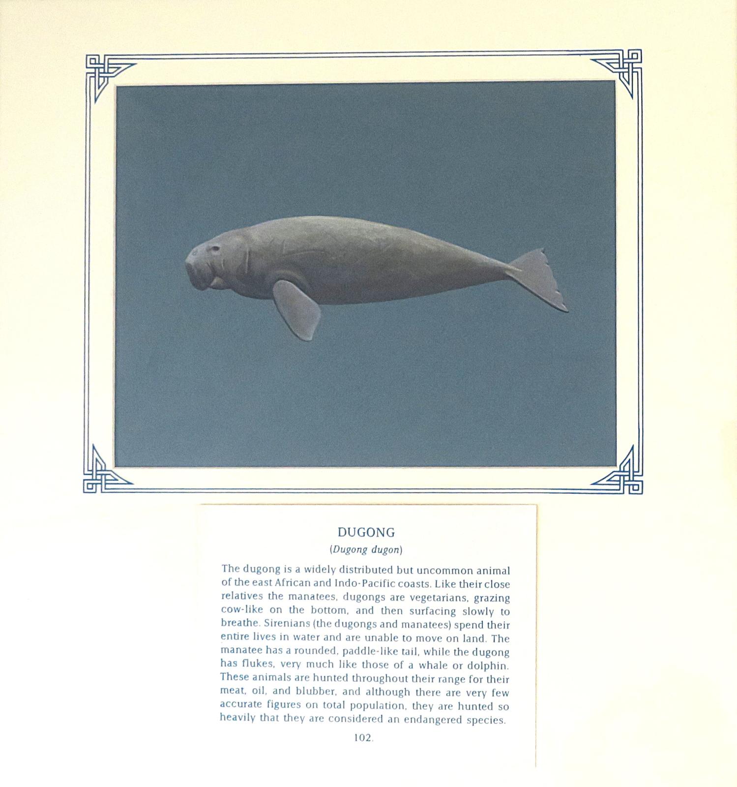Painting of grey, grey brown bulbous animal with a flattened fluked tail,  a paddle like flipper and distinctive head shape, on blue card with inscription.