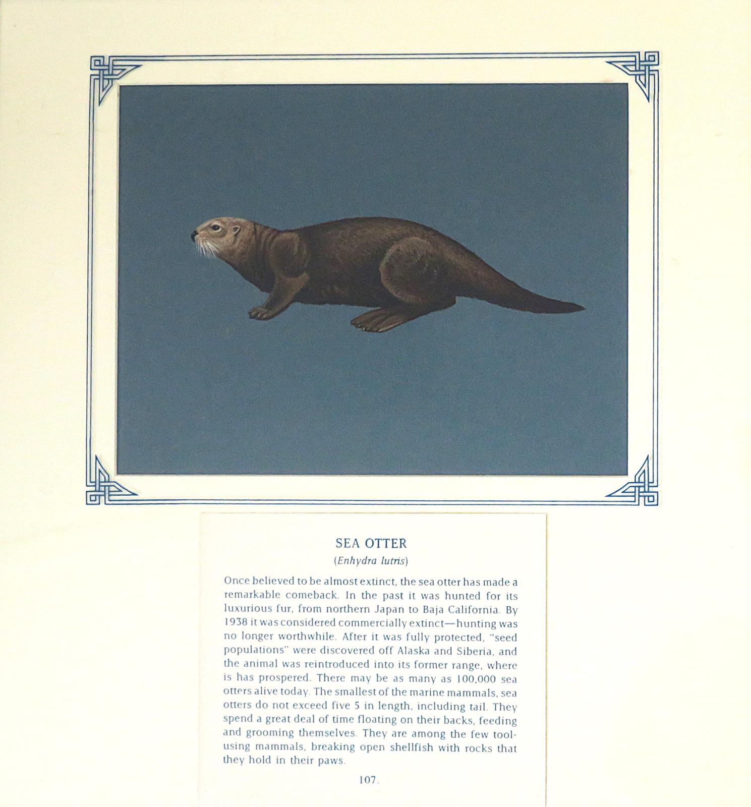 Painting of sea otter with dark brown fur and large webbed hind feet, on blue card with inscription.