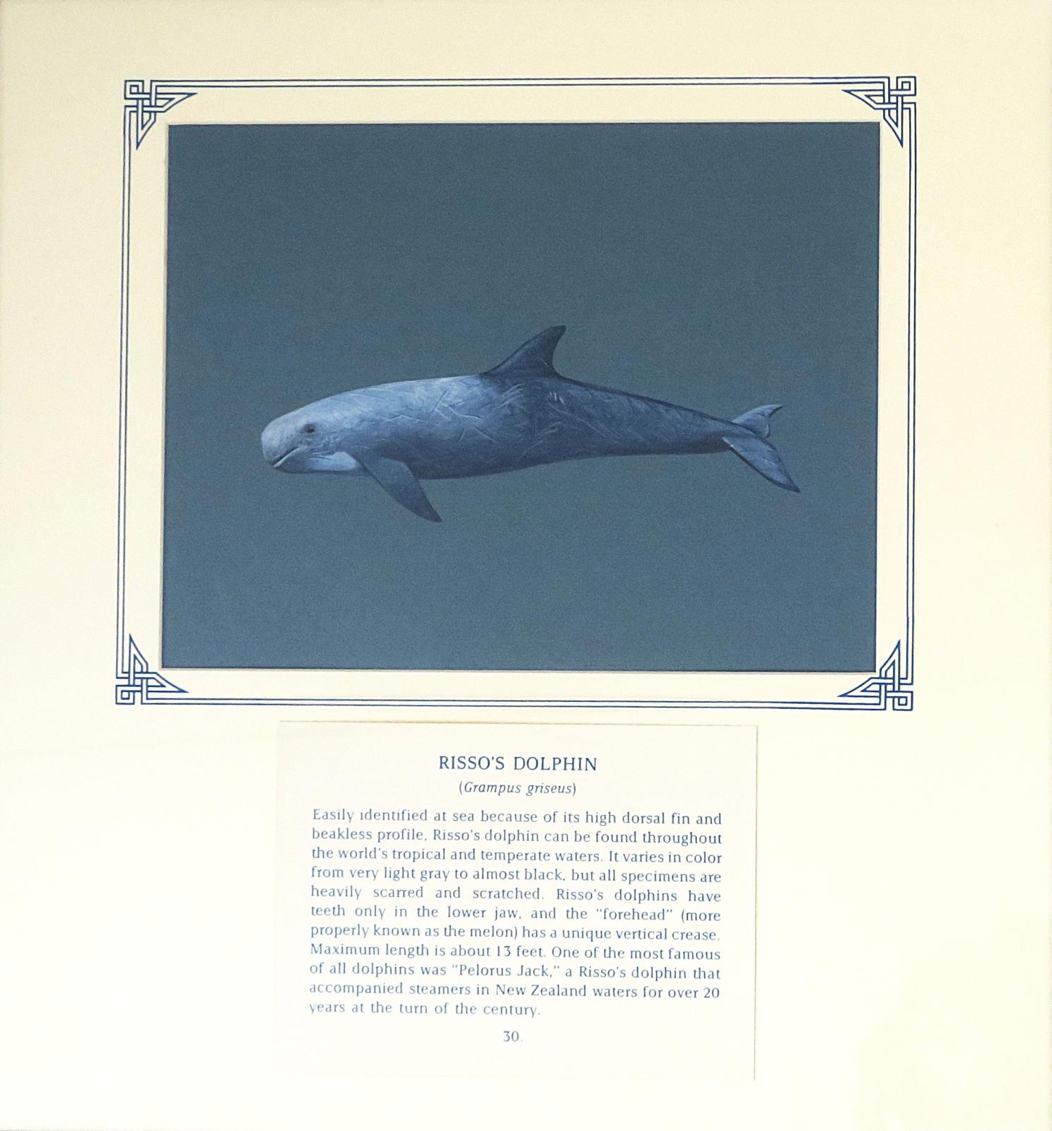 Painting of dolphin with light grey fore-body, darker grey from dorsal fin to tail, on blue card with inscription.