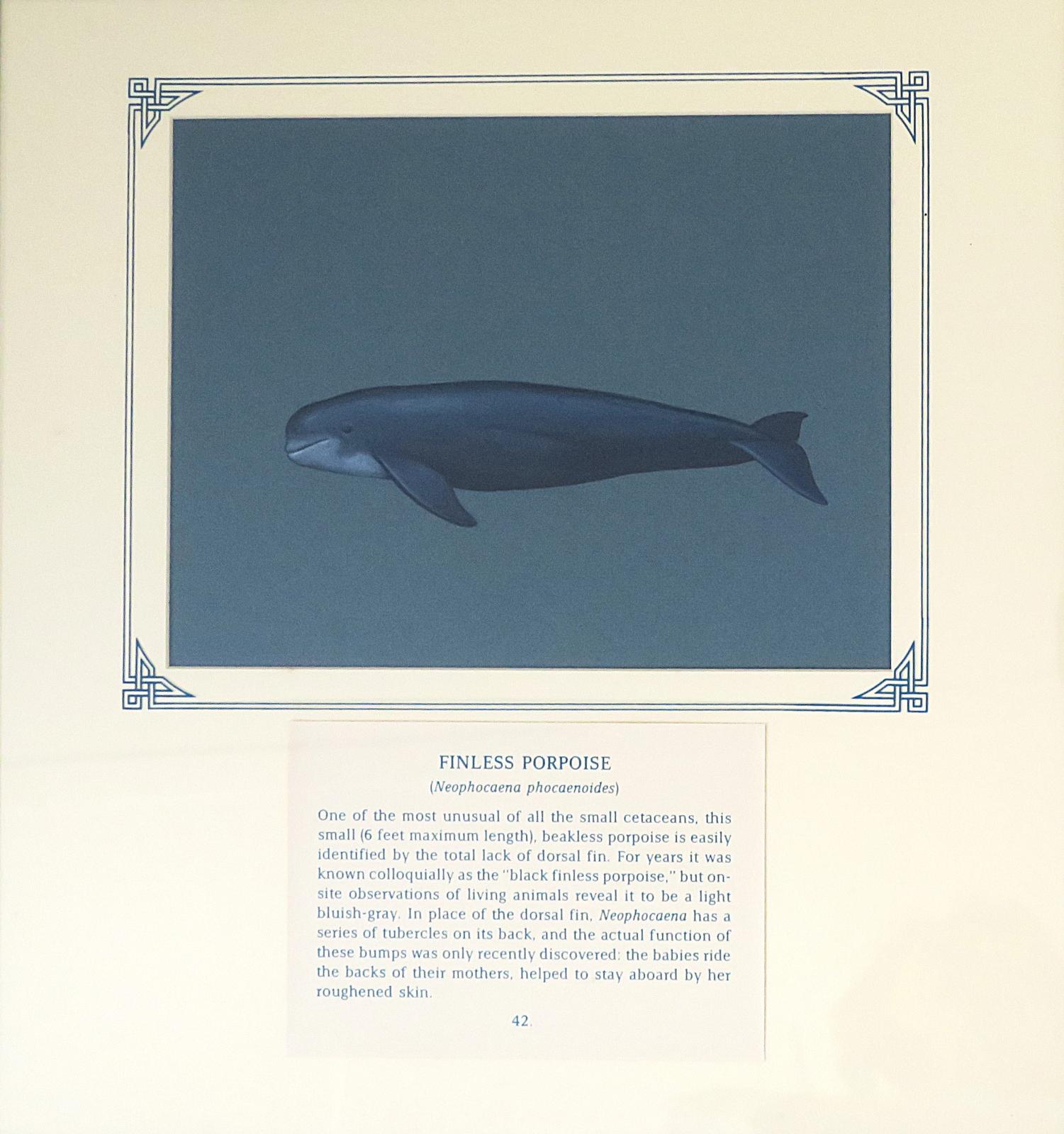 Painting of blunt headed blue grey porpoise with a large flipper and no dorsal fin,  on blue card with inscription.