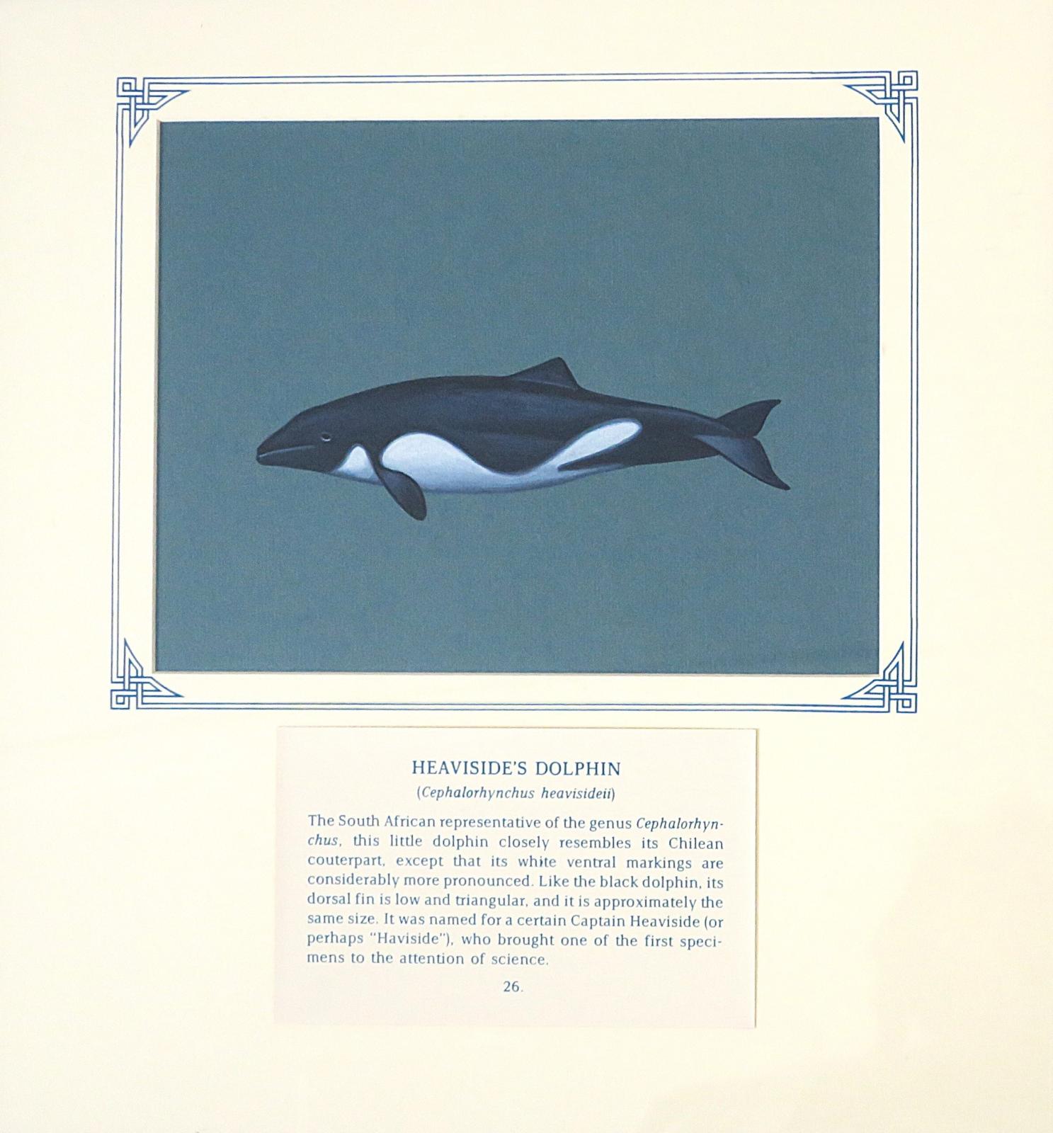 Painting  of dolphin with  a dark gray "cape" extending from the blowhole to the dorsal fin, a distinctive white underbelly, cone shaped head with a blunt beak and triangular dorsal fin, on blue card with inscription