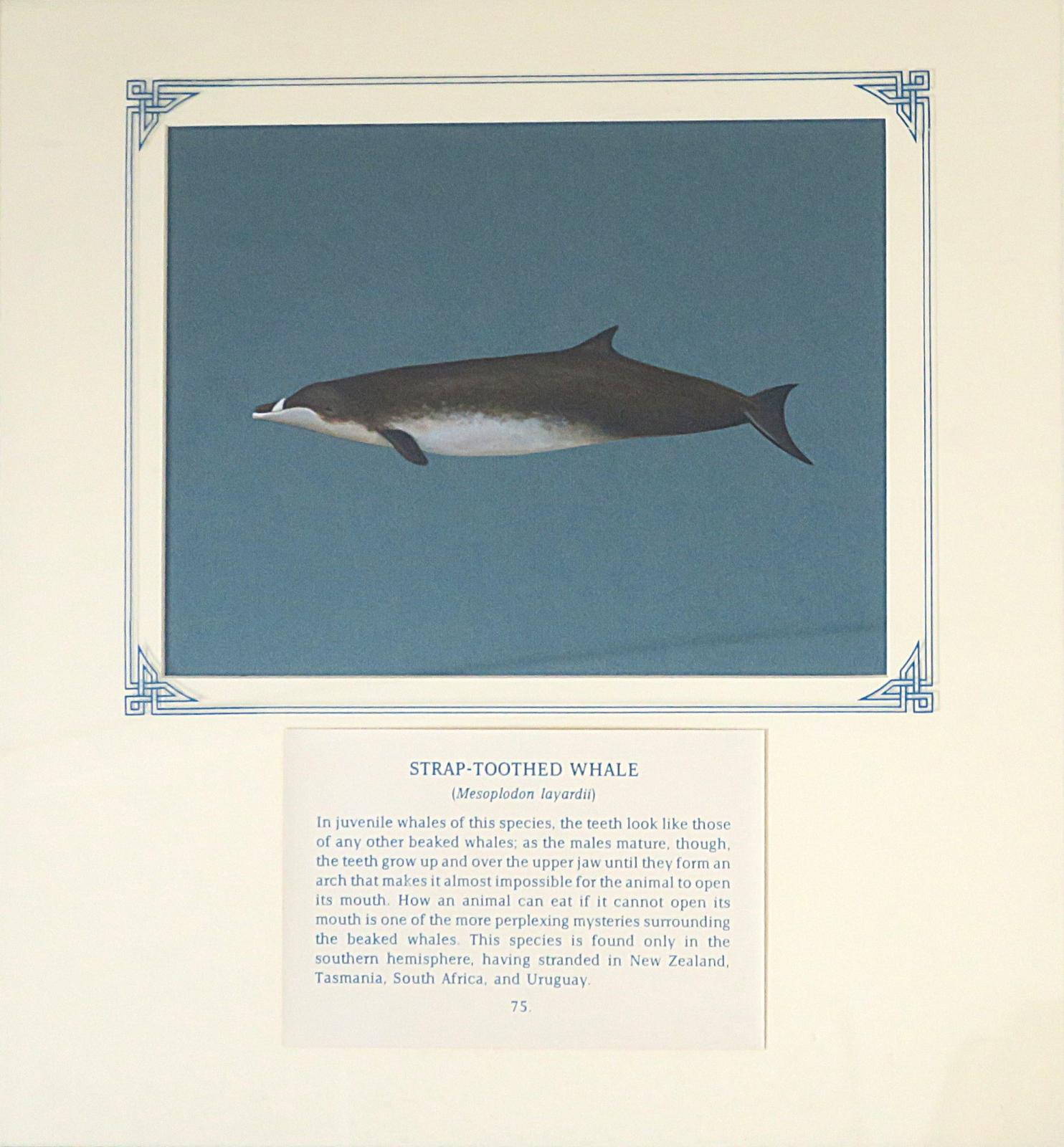  Painting of grey-brown dolphin-like whale with white underbelly and tooth (white) extended over snout, on blue card with inscription.