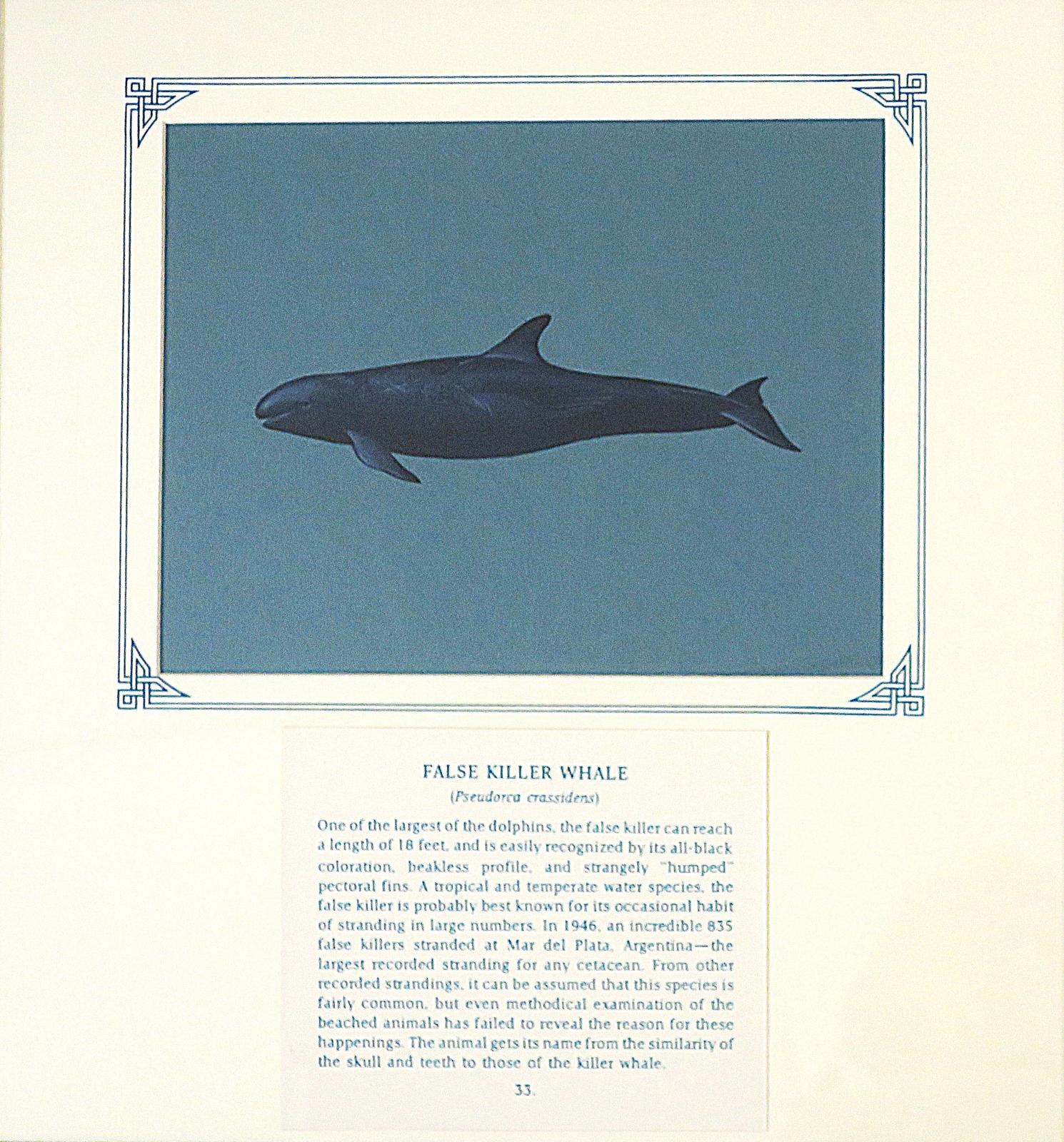 Painting of dark grey/black whale with a rounded, conical head with no beak, and sickle-shaped dorsal fin and flipper, on blue card with inscription