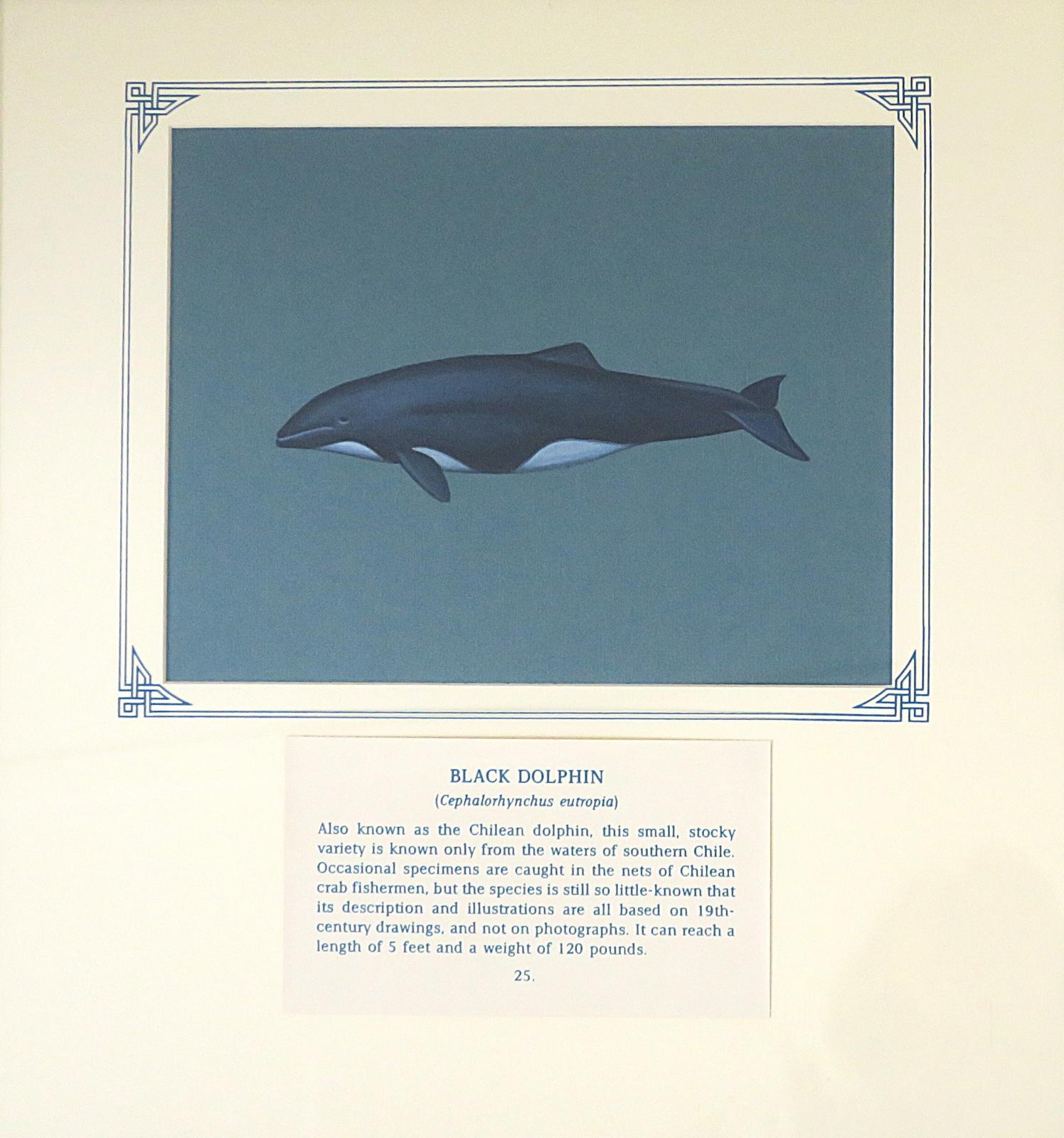 Painting of black dolphin with white throat and underbelly, small dorsal fin and rounded head, on blue card with inscription.