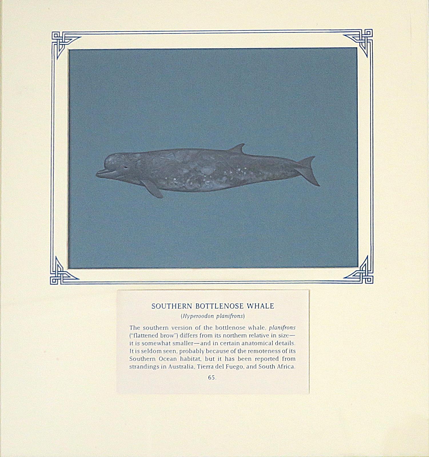 Painting of blue-grey mottled whale with pronounced bulbous forehead on blue card with inscription.