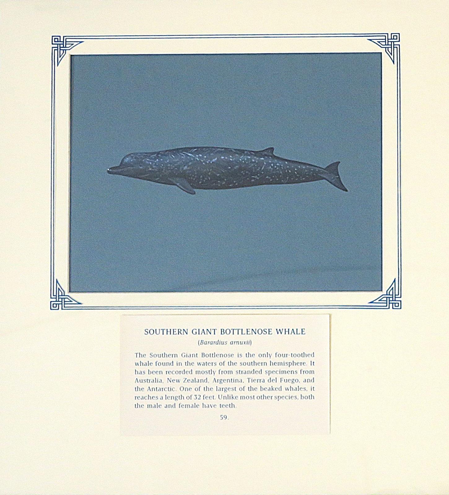 Painting of black and grey whale with white spotted markings on blue card with inscription.