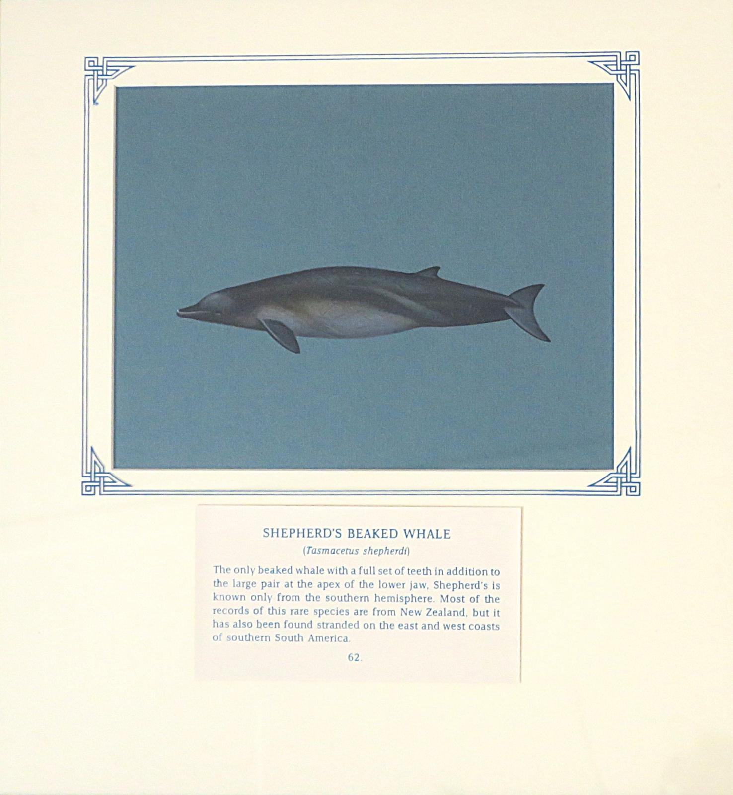 Painting of dark grey dolphin-like whale with grey underbelly, on blue card with inscription.