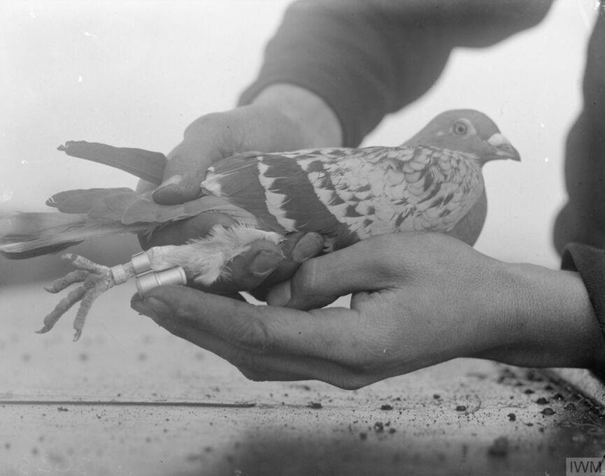 IWM image: A Royal Navy pigeon is used to demonstrate the method of fixing messages to a bird's leg.