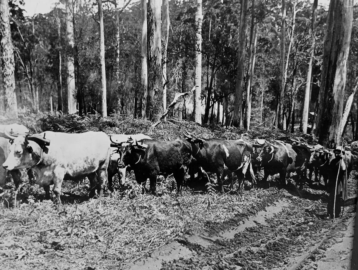 Cattle