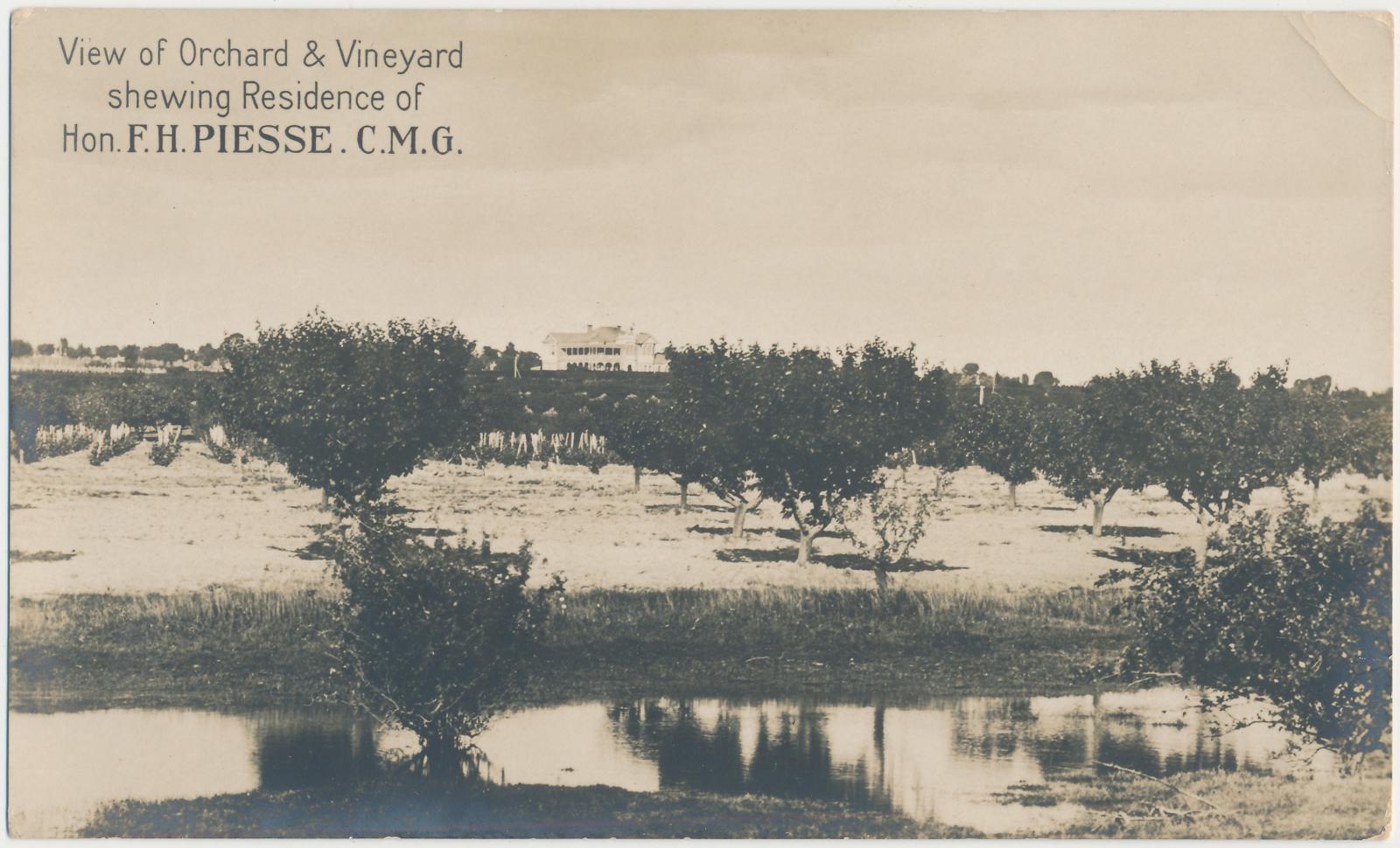 View of Orchard & Vineyard