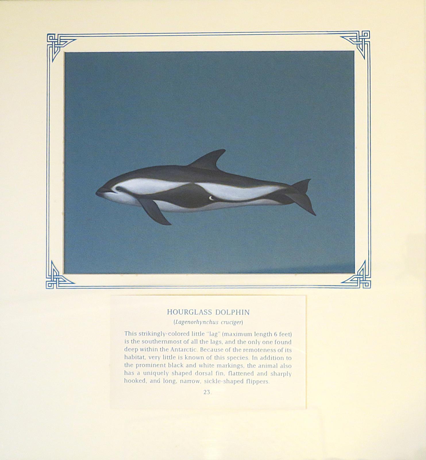 Painting of black and grey dolphin with rounded, stubby beak, hooked dorsal fin, and white markings, on blue card with inscription.