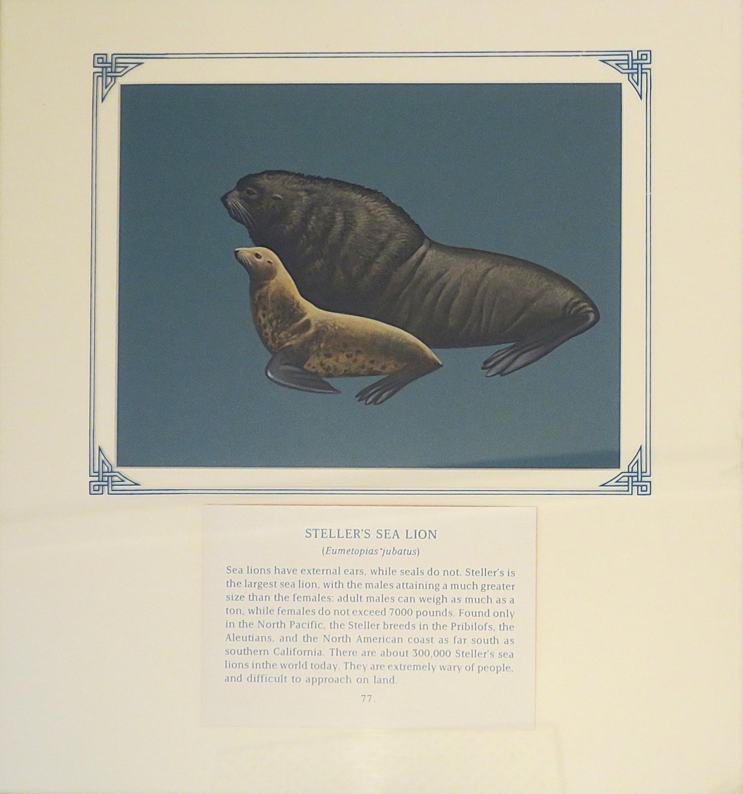 Painting of large grey-brown to black sealion with coarse fur on the upper body, and smaller companion seal,  tawny with brown spots,  on blue card with inscription.