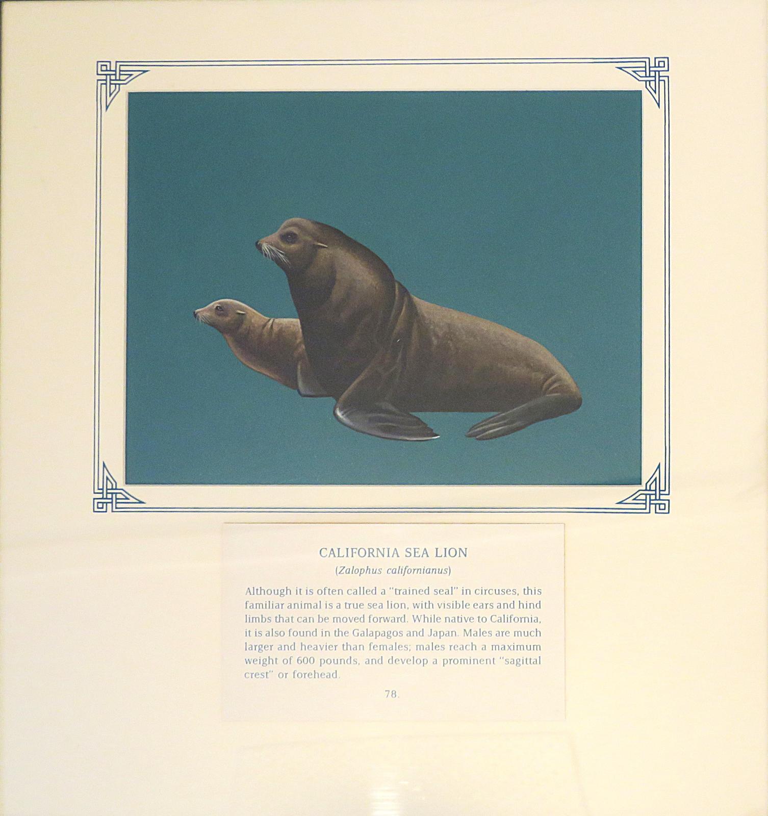 Painting of 2 grey brown sea lions. The Larger sea lion has a crested forehead and broad front flippers, on blue card with inscription.