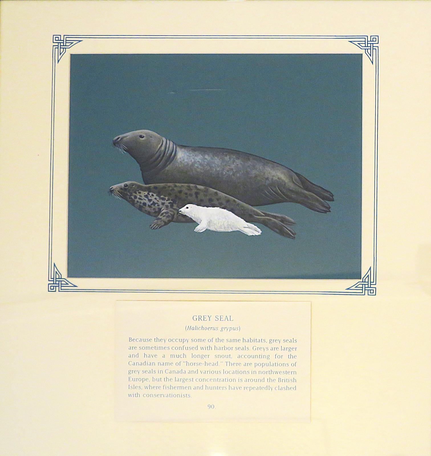 Painting of family of 3 seals, 2 adult grey's and white pup,  on blue card with inscription.