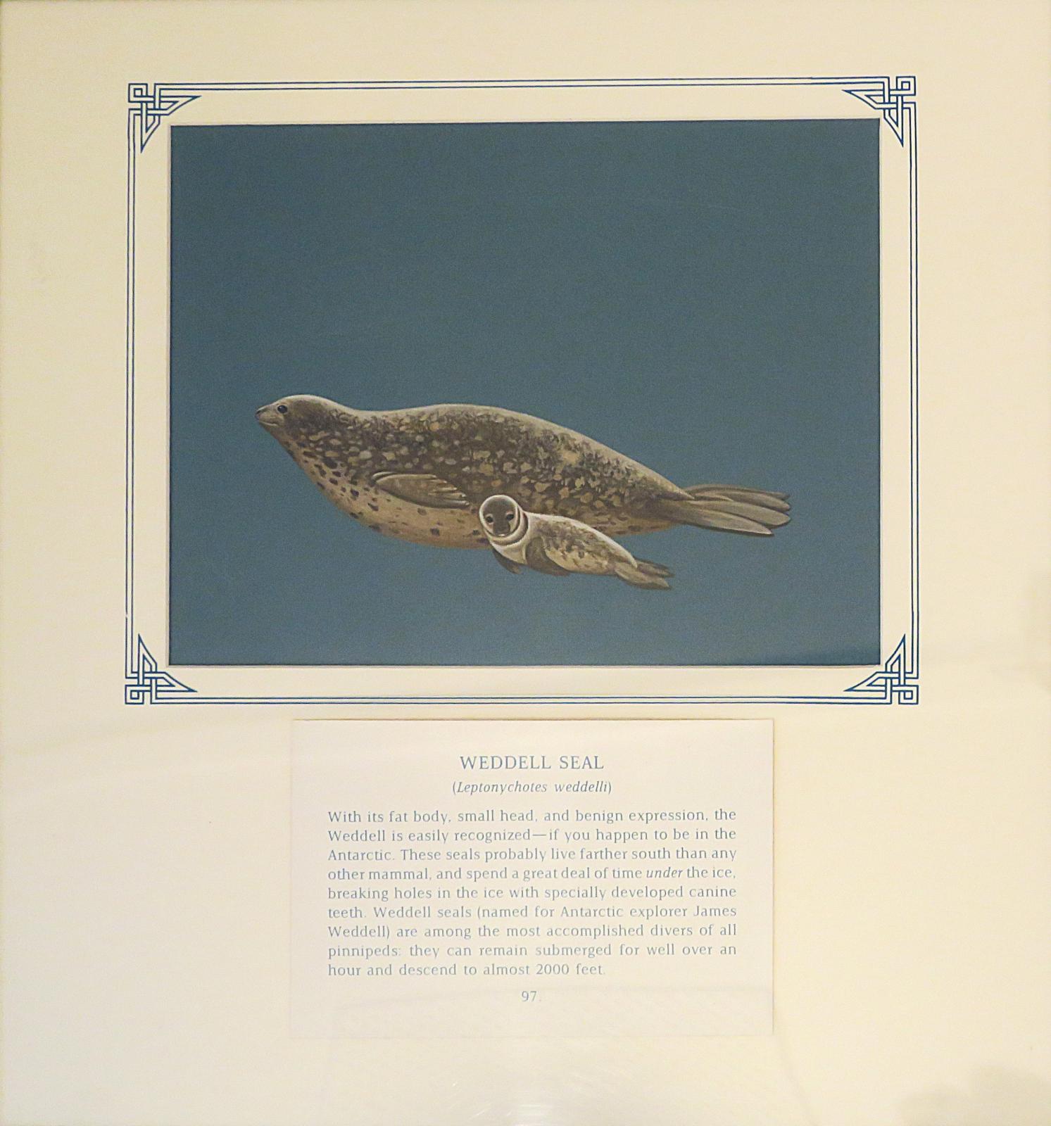 Painting of spotted brown seal with small head, short snout and small front flippers, with pup of similar markings, on blue card with inscription.