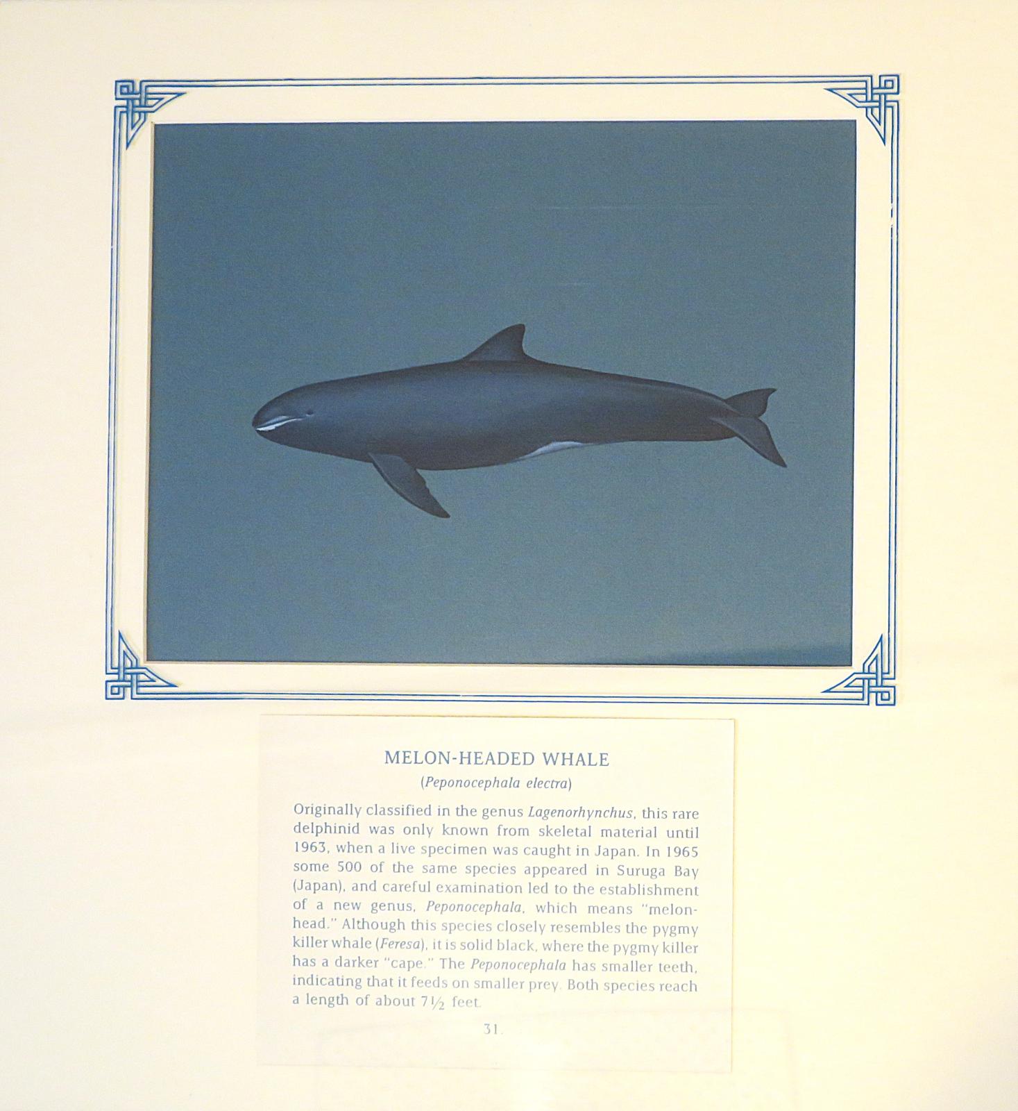 Painting of dark grey/black whale, small head with a rounded melon, no discernible beak, and white lips,  large dorsal fin and pointed, tapering flippers; on blue card with inscription.