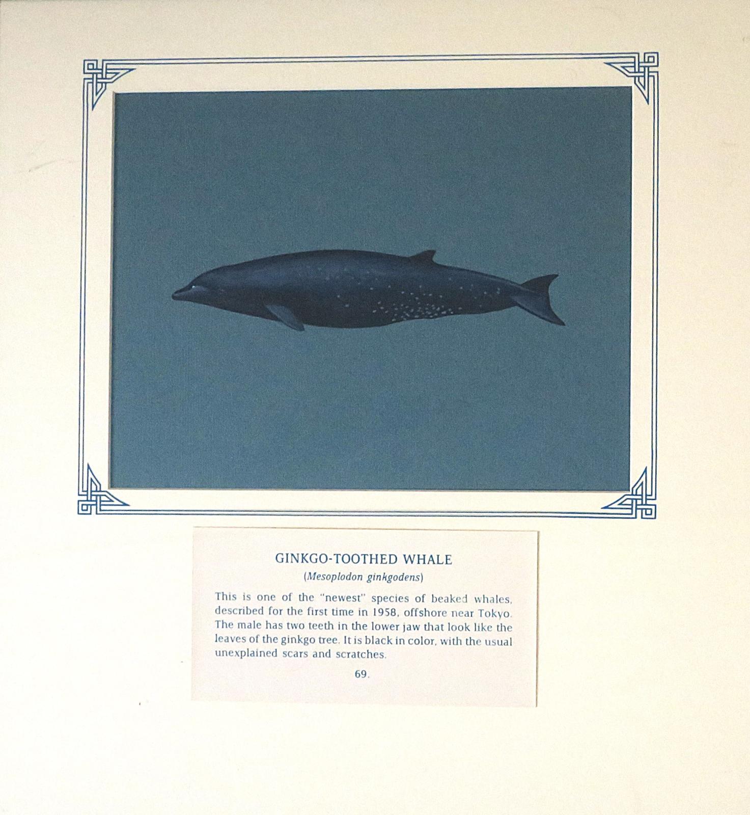Painting of blue-black whale with grey spots near abdomen and  protruding tooth half-way along jaw length, on blue card with inscription.