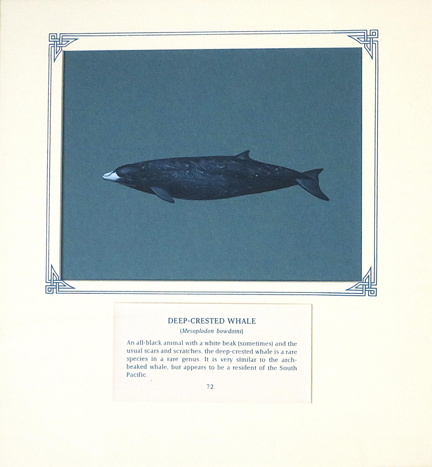 Painting of dark grey, black whale with white beak -like snout, and many scratches and scars, on blue card with inscription.