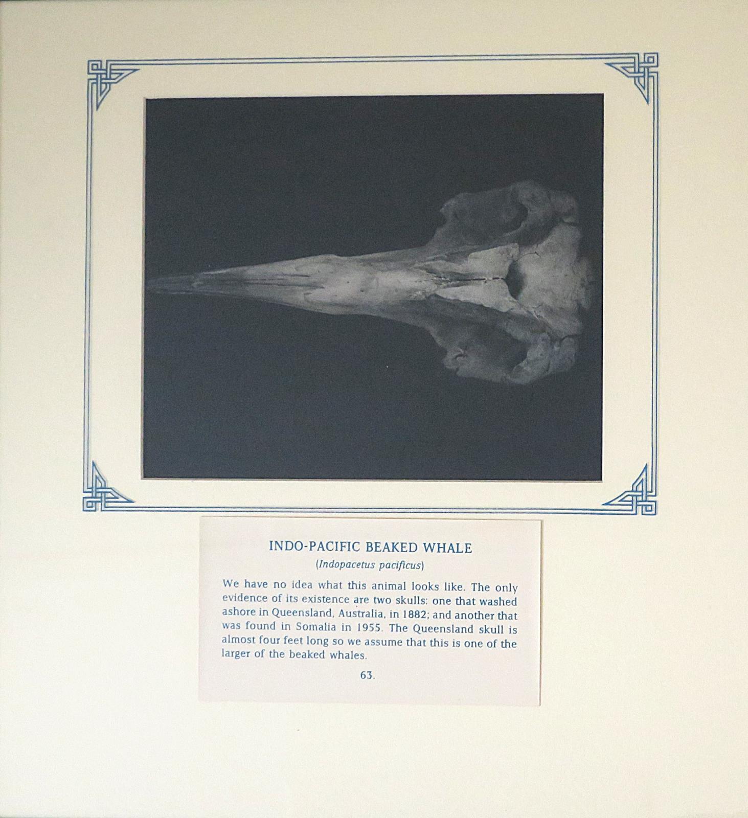 Painting  of whale skull, black and white gouache, framed and mounted with inscription (63).