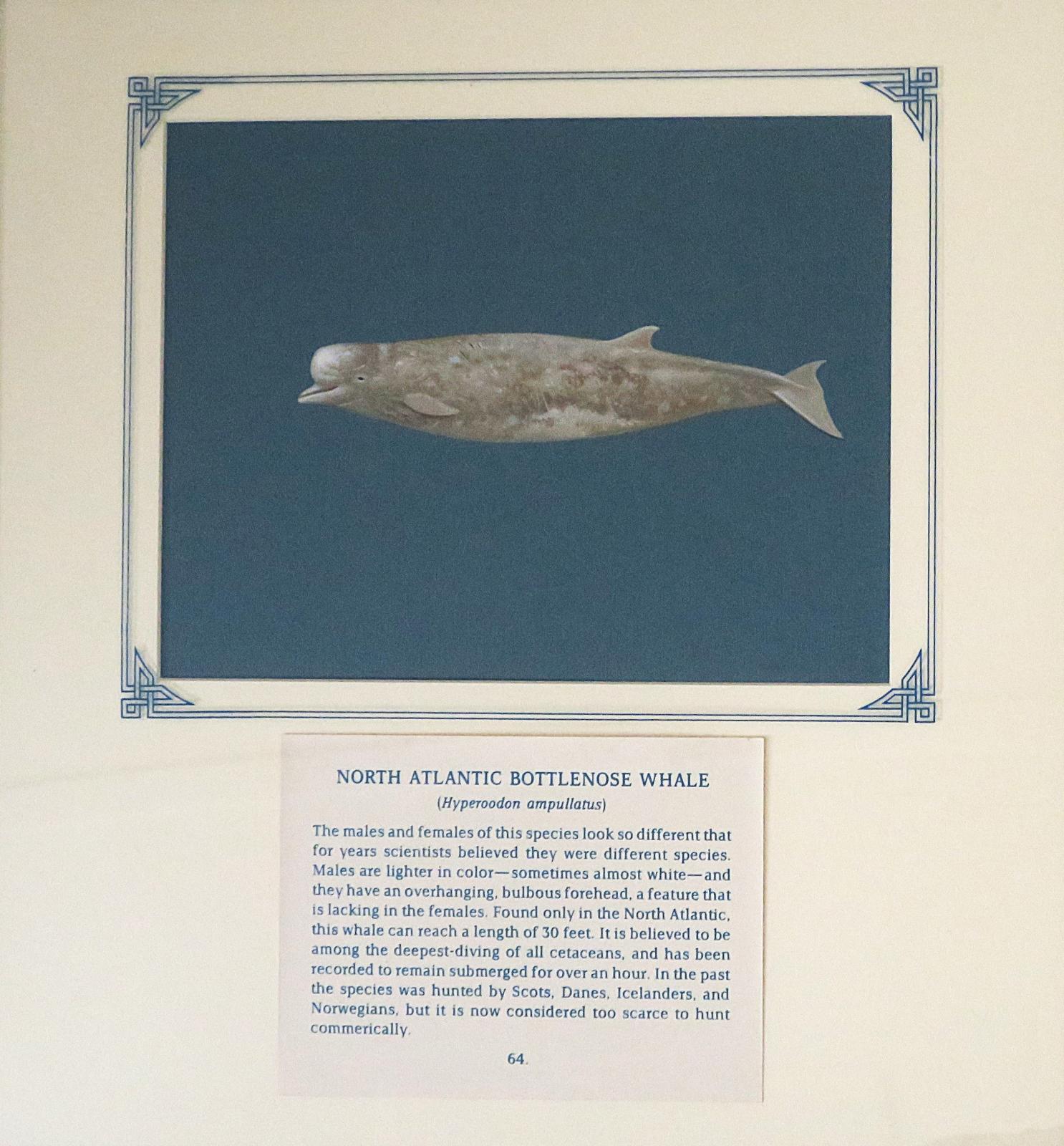 Painting of mottled grey/tawny whale and lighter underside, bulbous forehead and bottle-shaped beak, on blue card with inscription.