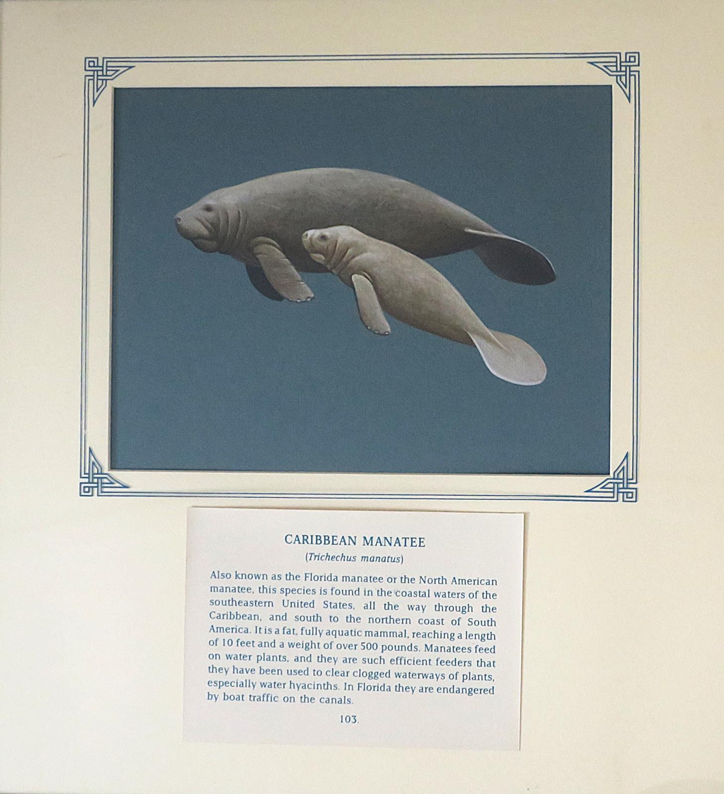 Painting of 2 grey/brown manatees, walrus-like with large, rounded bodies, paddle-shaped fluked tails, and two flippers, on blue card with inscription.